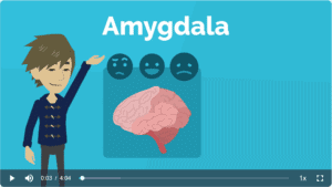 Die Amygdala 